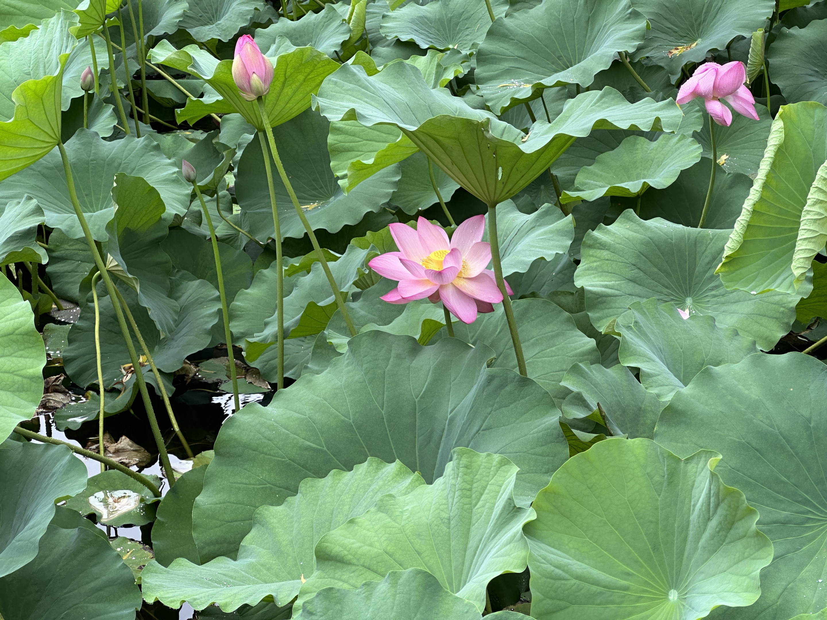 荷花1.jpg 荷花1.jpg