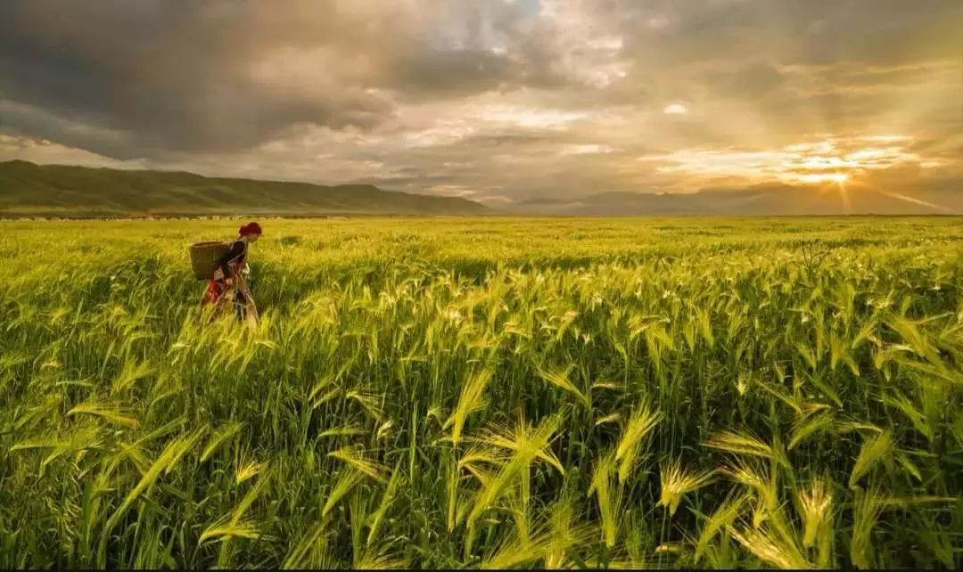 麦浪.jpg 麦浪.jpg