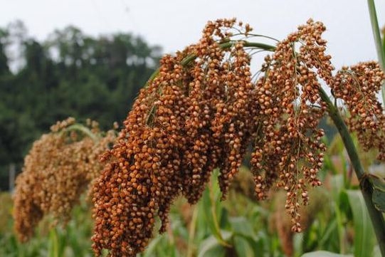 精酿酱香：一种更值得尊敬的活法(图2)