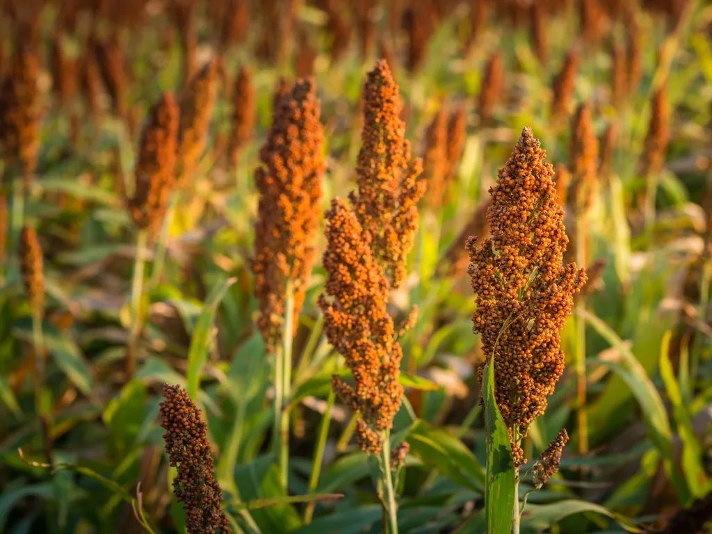 红高粱.jpg 红高粱.jpg