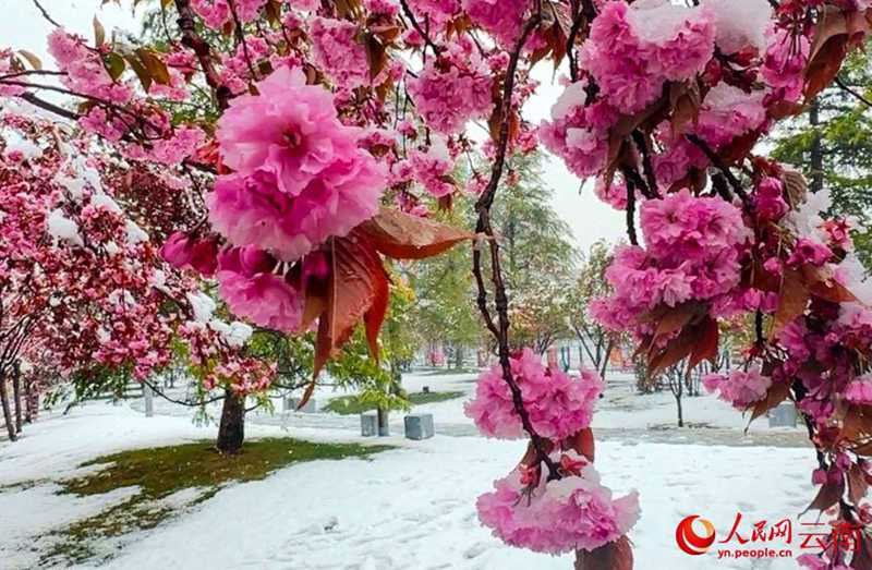 云南香格里拉：“夏”雪映杜鹃 风景美如画