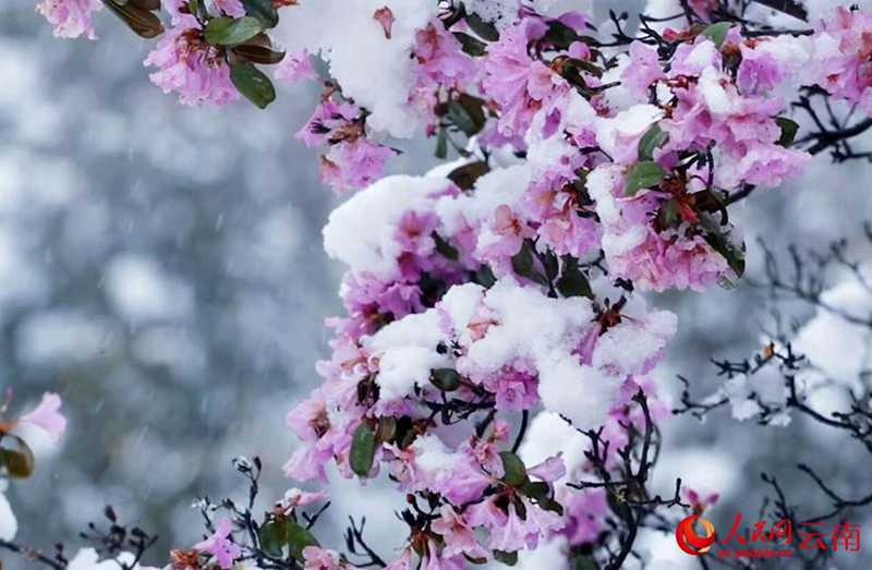 云南香格里拉：“夏”雪映杜鹃 风景美如画