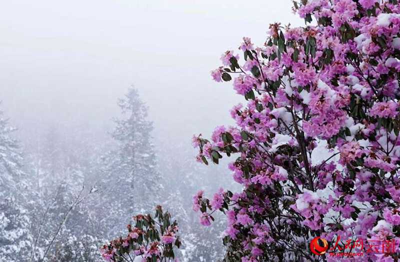 云南香格里拉：“夏”雪映杜鹃 风景美如画