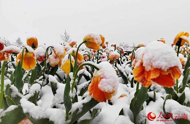 云南香格里拉：“夏”雪映杜鹃 风景美如画